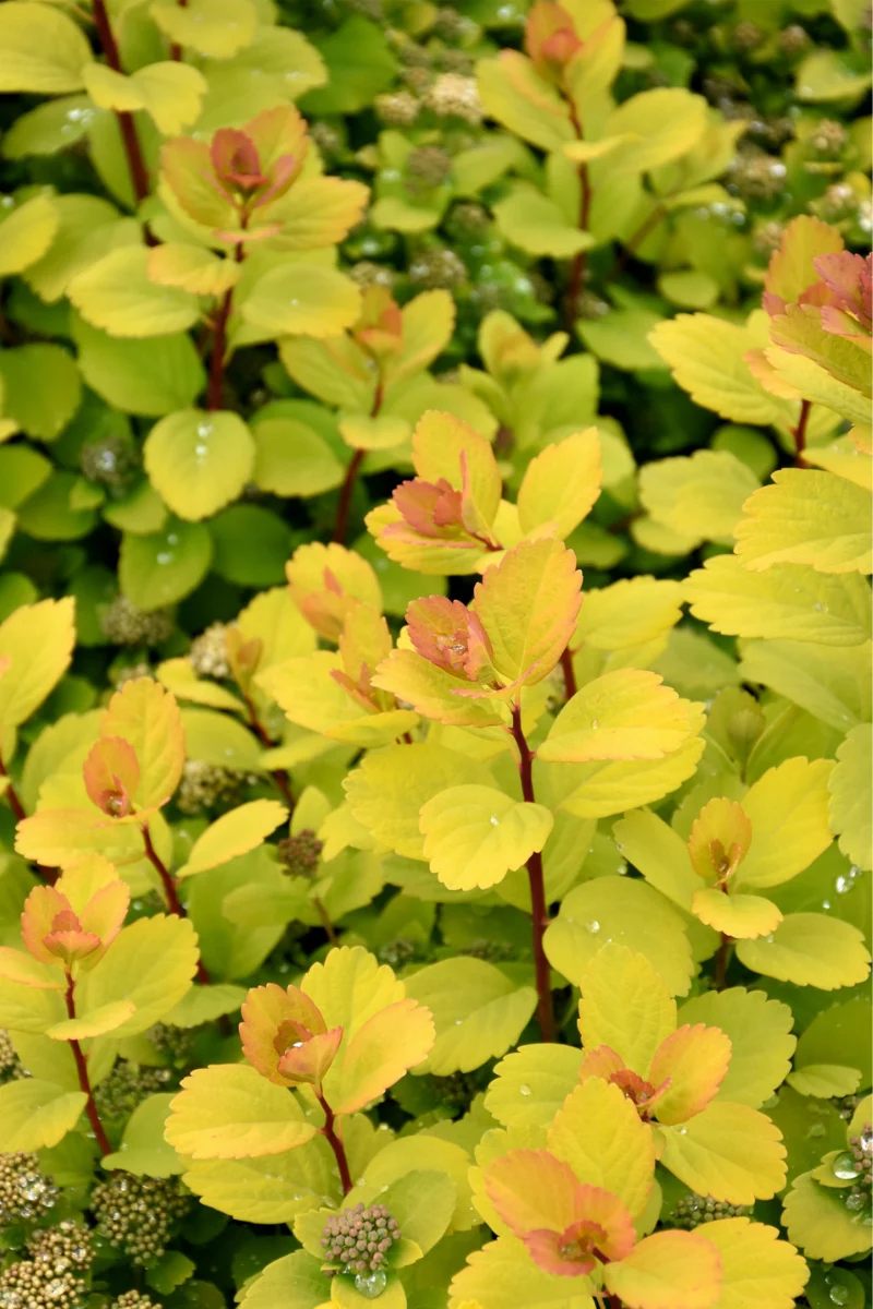 Spirea, Glow Girl Birchleaf