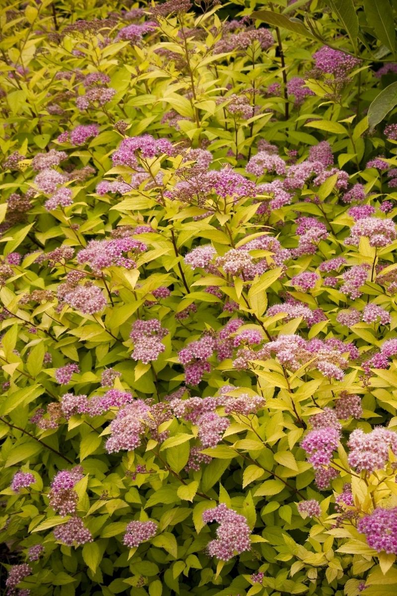 Spirea, Gold Mound - Image 2