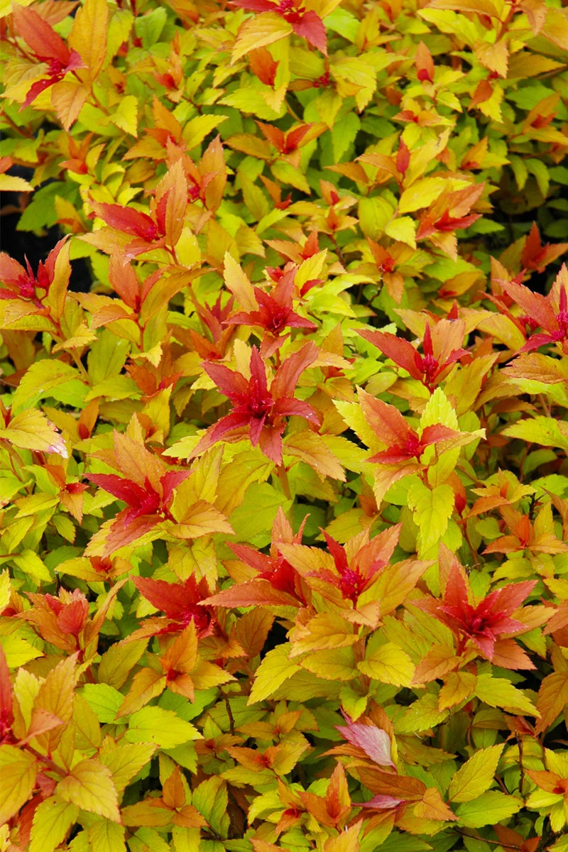 Spirea, Goldflame