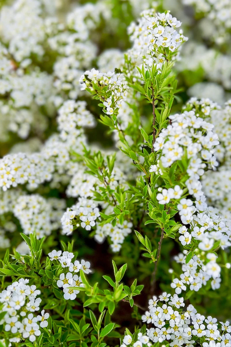 Spirea, Grefsheim
