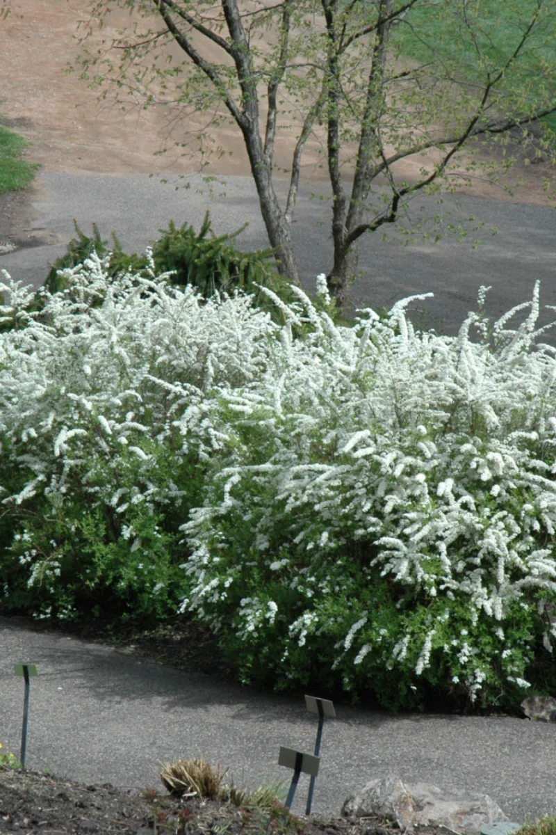 Spirea, Grefsheim - Image 2