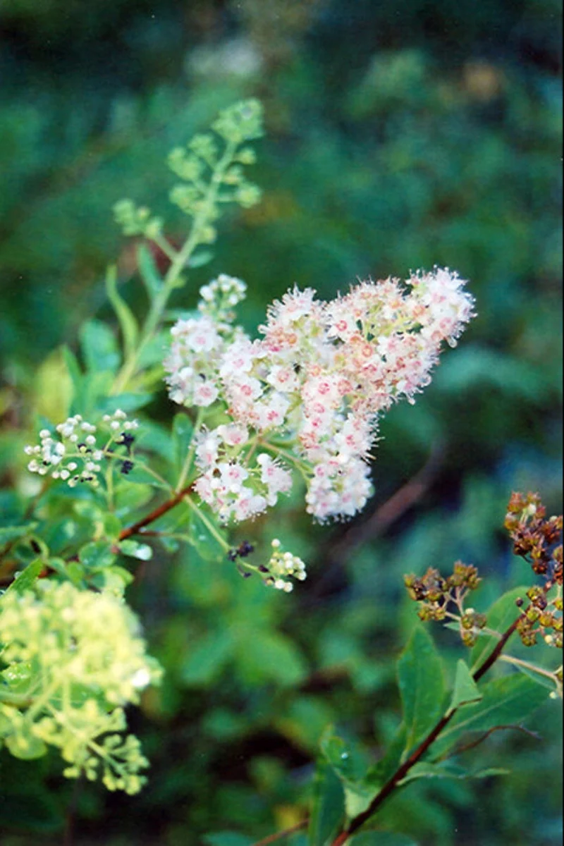Spirea, Meadowsweet