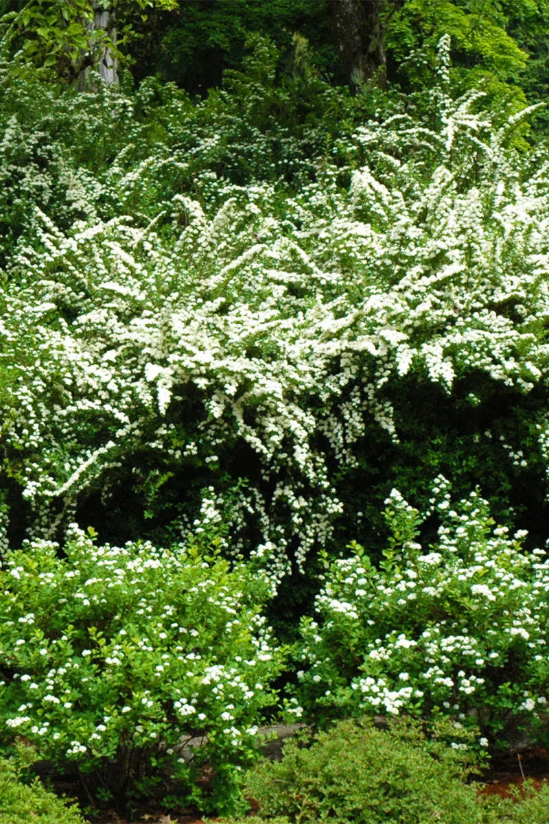 Spirea, Snowmound
