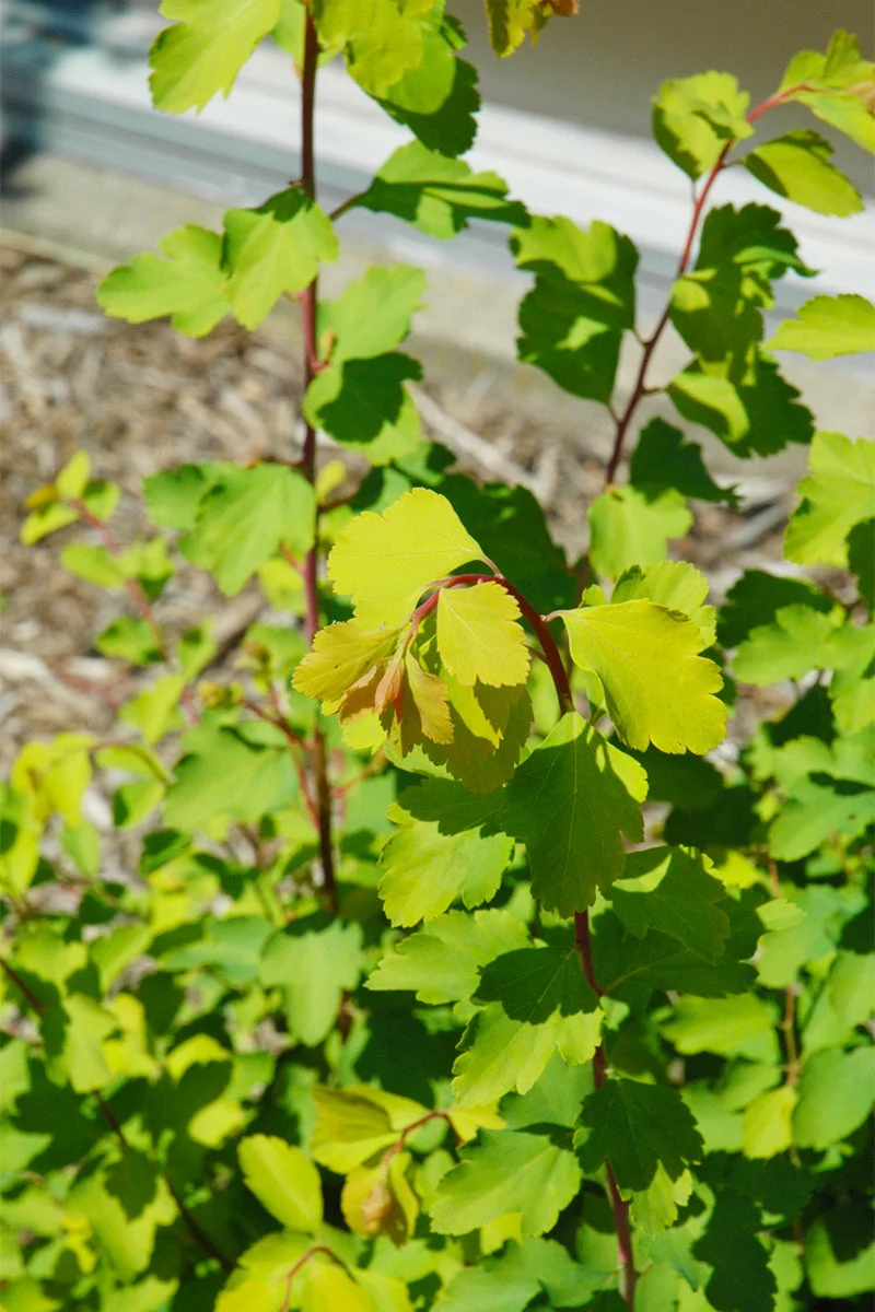Spirea, Vanhouttei Firegold