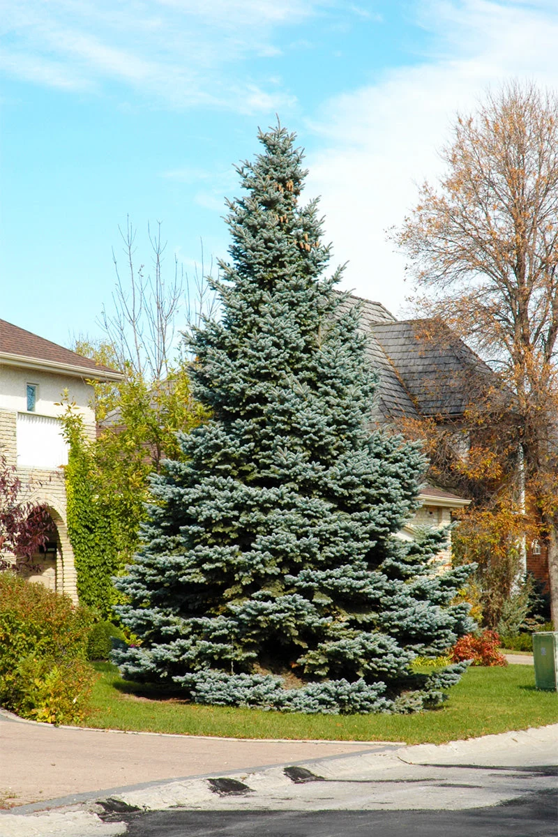 Spruce, Baby Blue