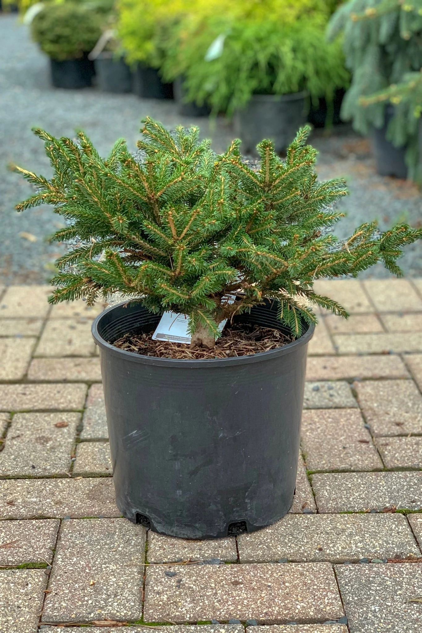 Spruce, Bergmann's Gem