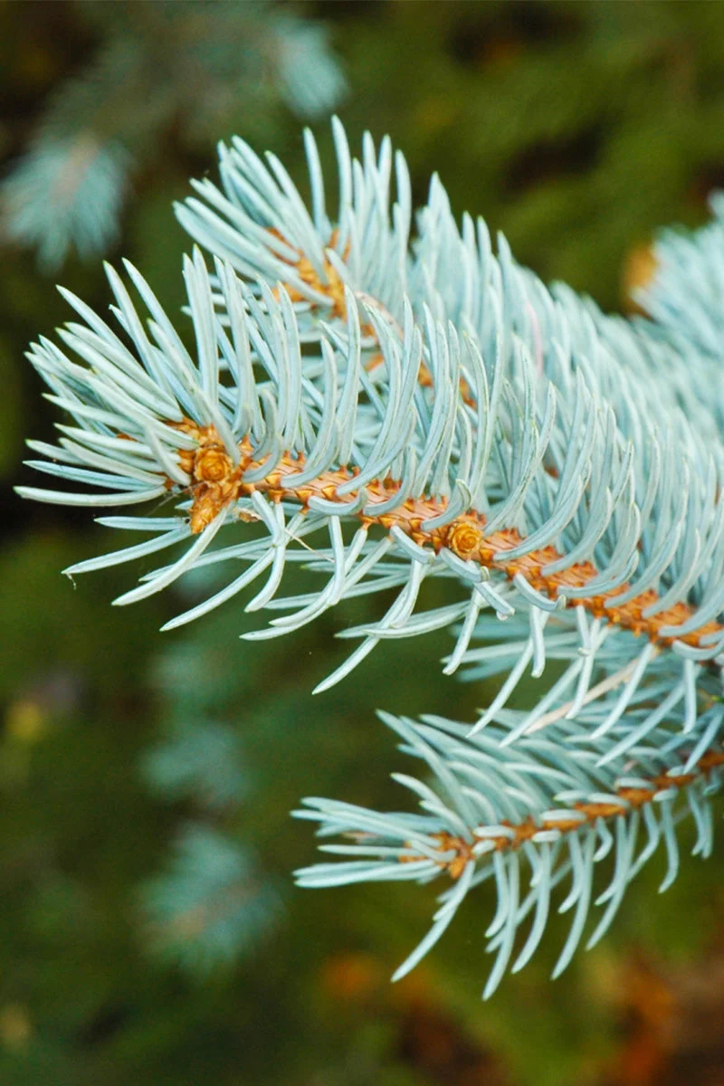 Spruce, Blue Colorado