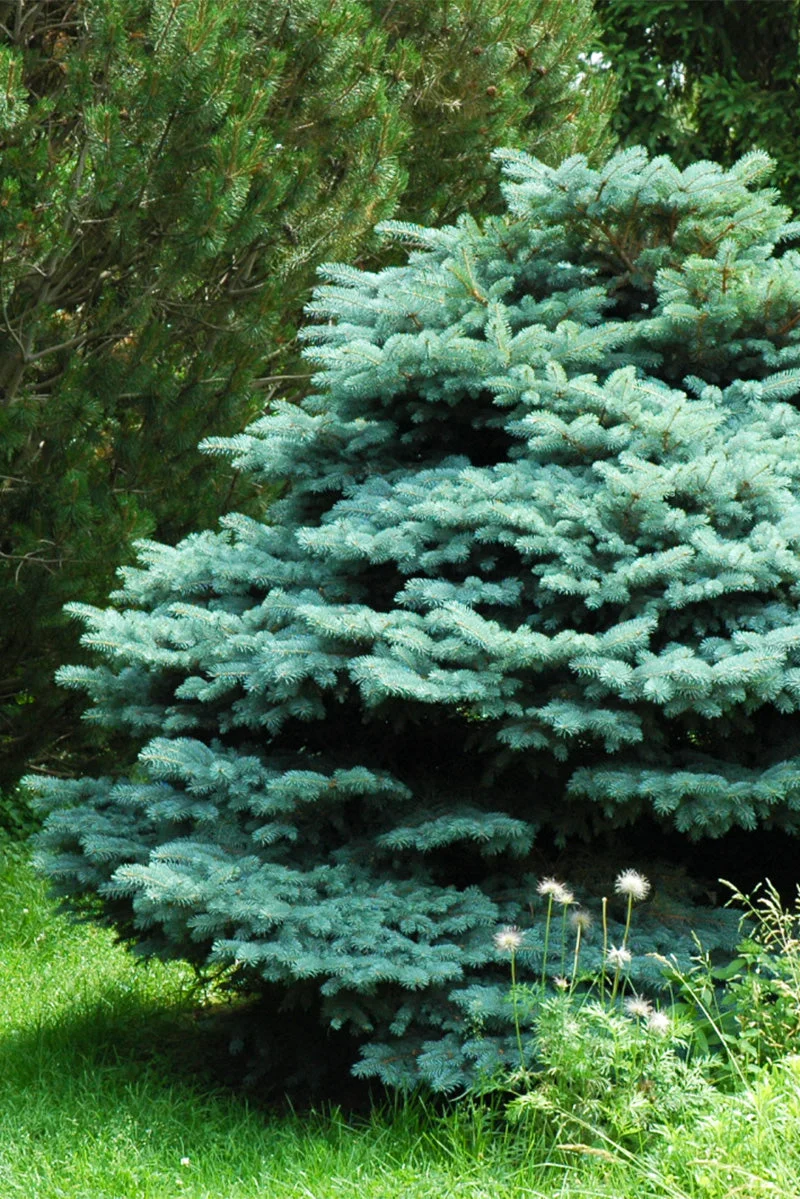 Spruce, Blue Globe