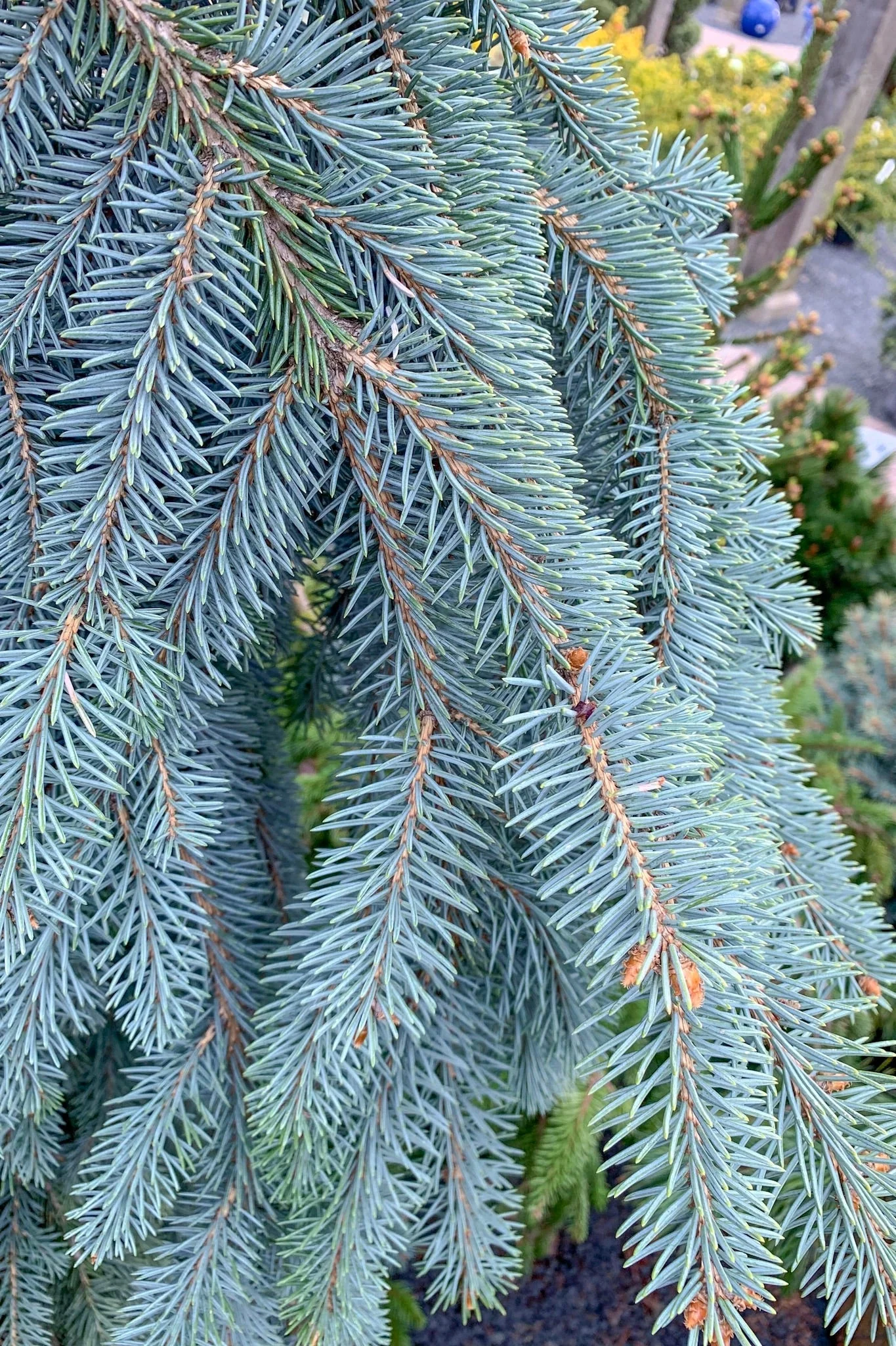 Spruce, The Blues