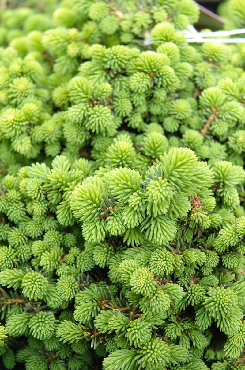Spruce, Norway Little Gem - Image 2