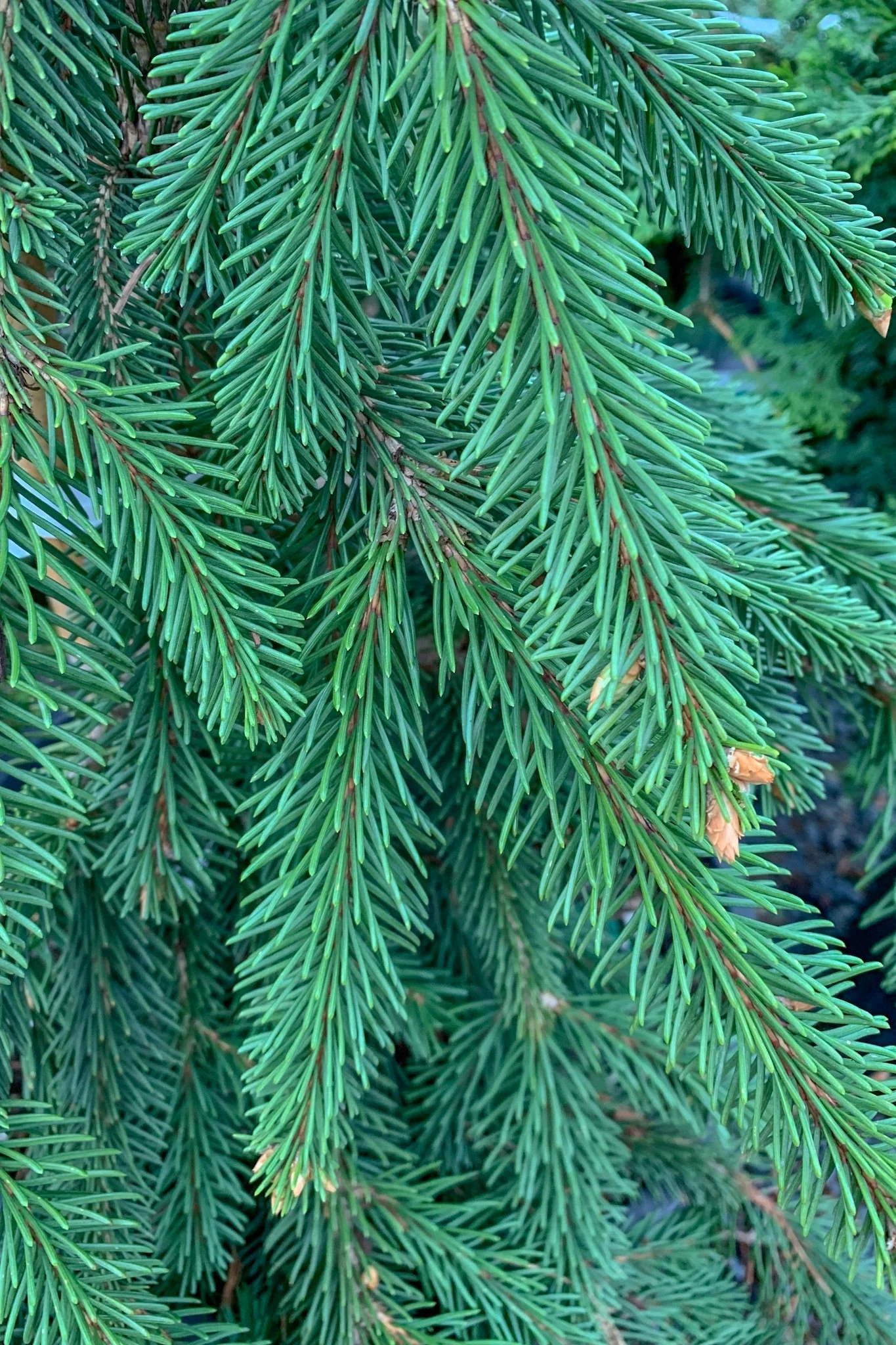 Spruce, Norway Weeping - Image 2