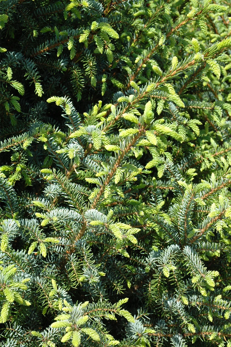 Spruce, Serbian Silberblue