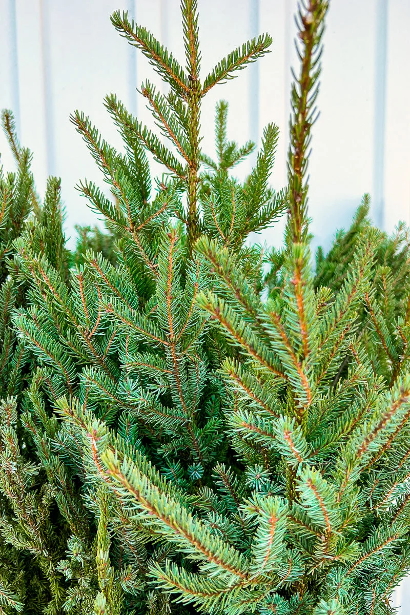 Spruce Tops, Small Bundle