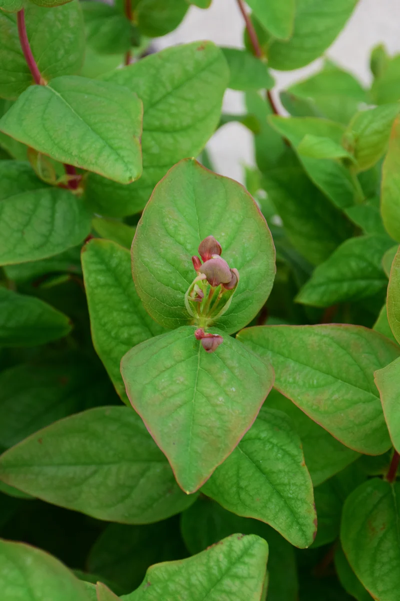 St. John's Wort, Floralberry Rose - Image 2
