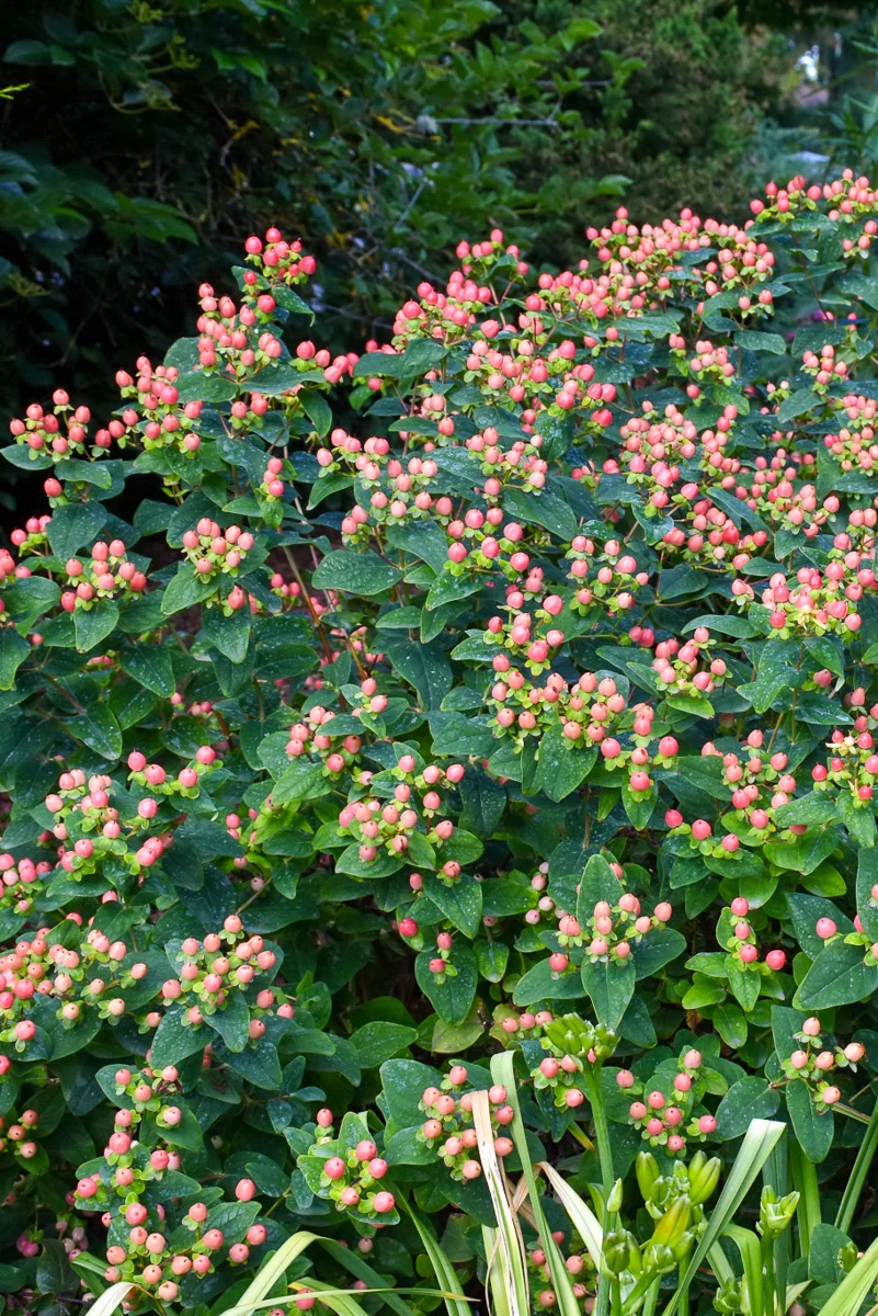 St. John's Wort, Floralberry Rose - Image 3