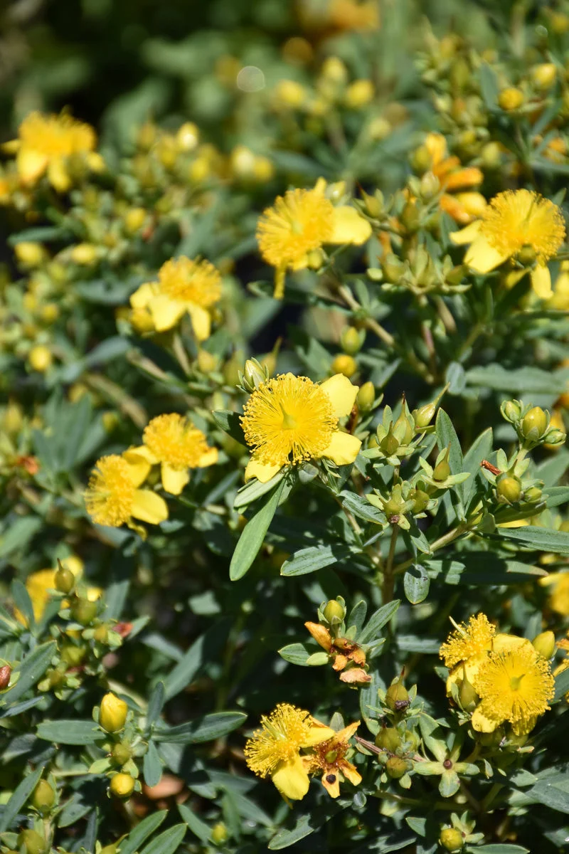 St. Johnswort Cobalt N Gold