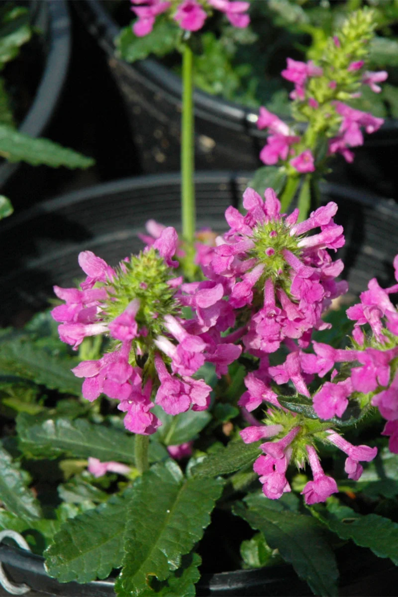 Stachys, Dwarf