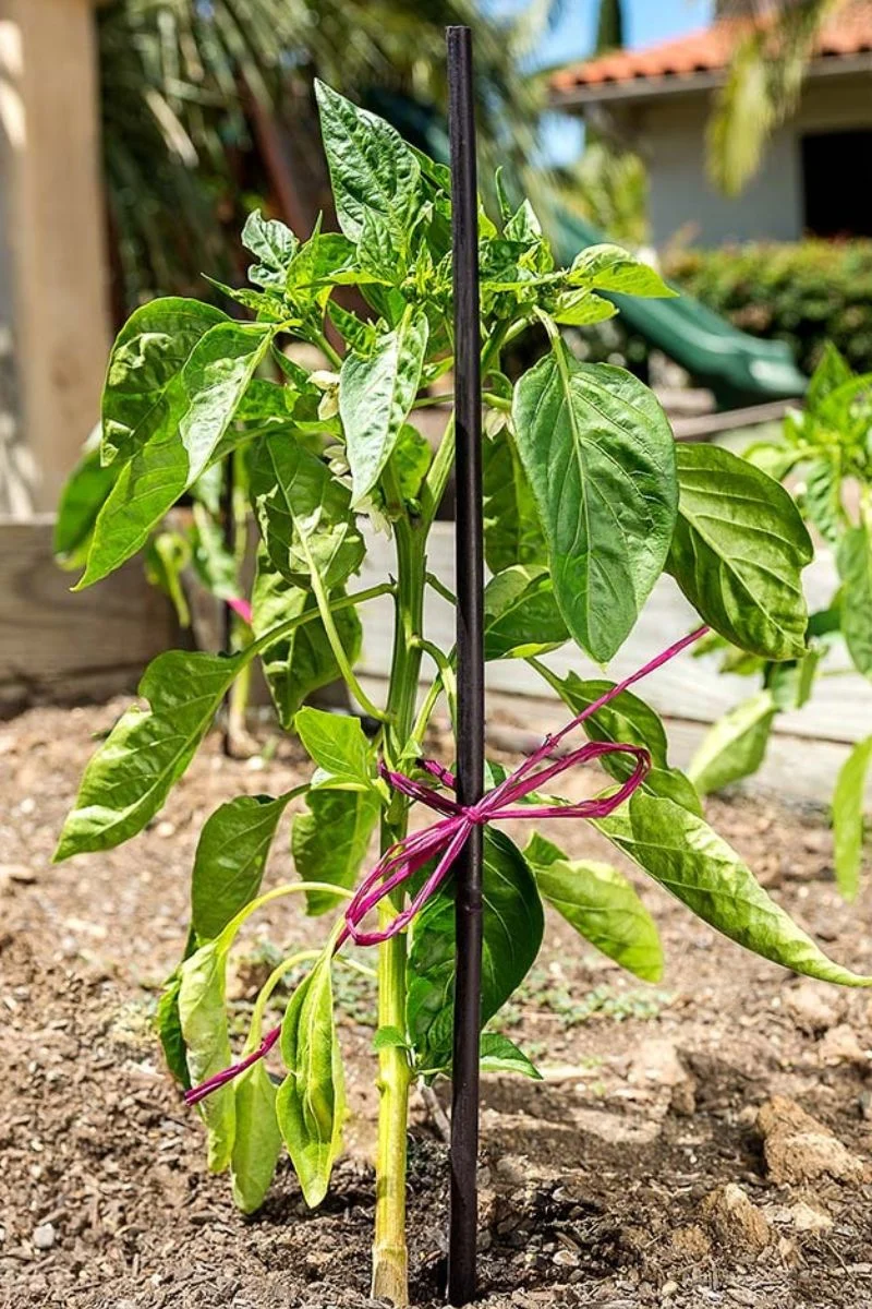 SuperMoss Bamboo Plant Stakes 24" 6 Pack - Image 2
