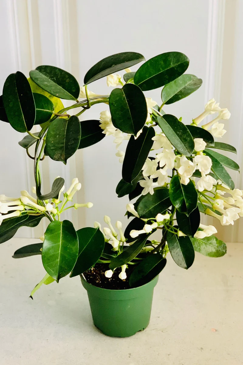Stephanotis, Madagascar Jasmine 5" Hoop - Image 2