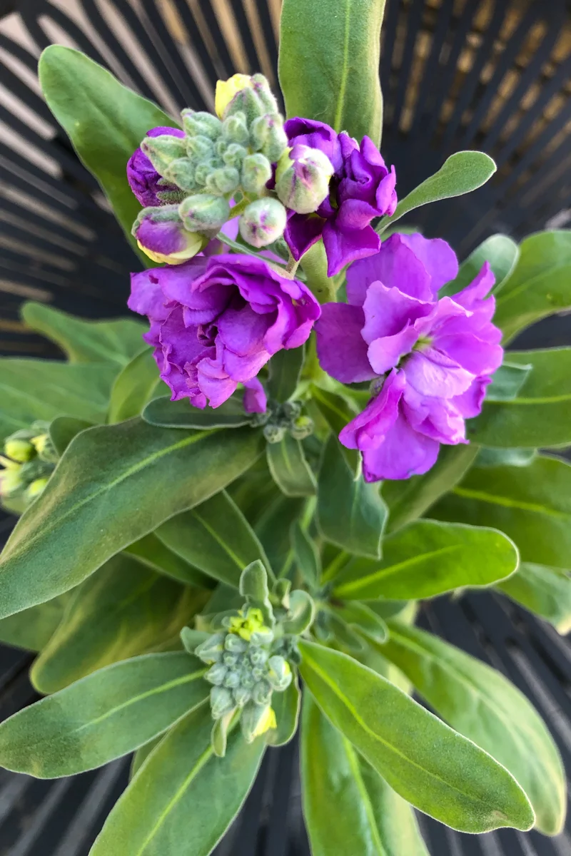 Stock, Light Purple