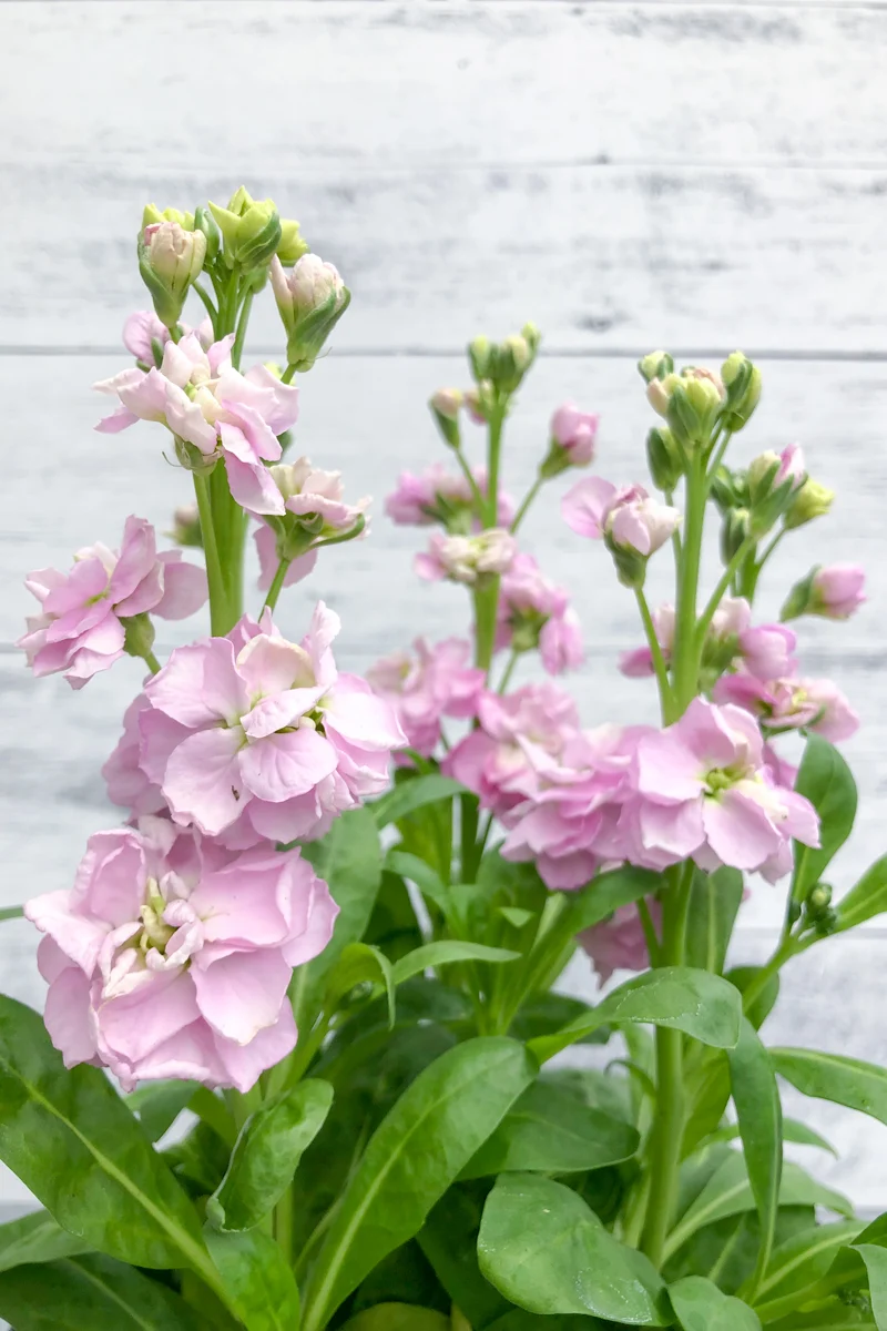 Stock, Mime Pink