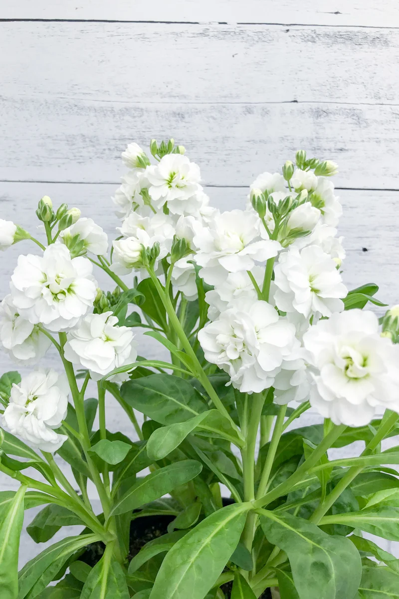 Stock Mime White