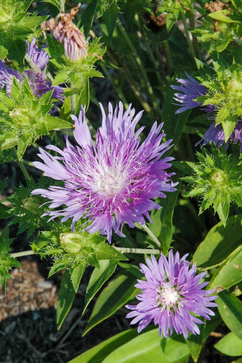 Stoke's Aster, Peachie's Pick