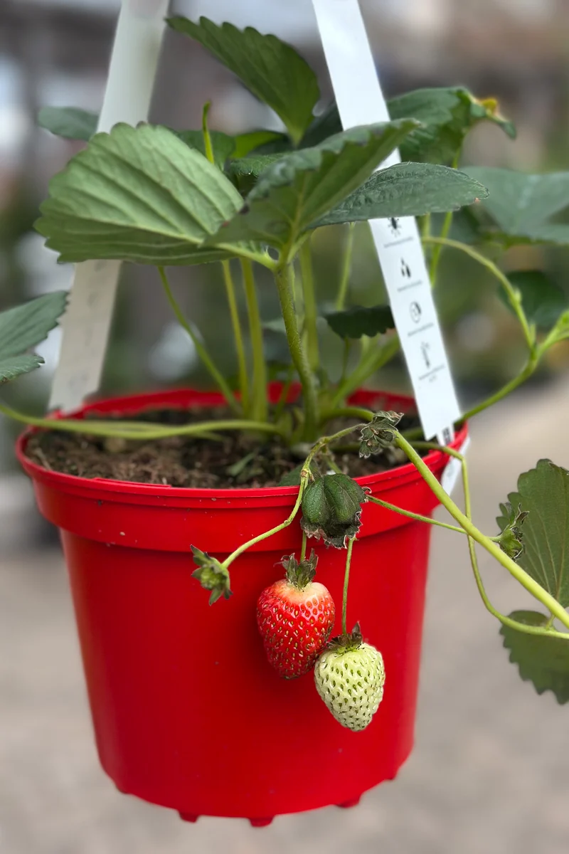 Fruit, Strawberry - Image 2