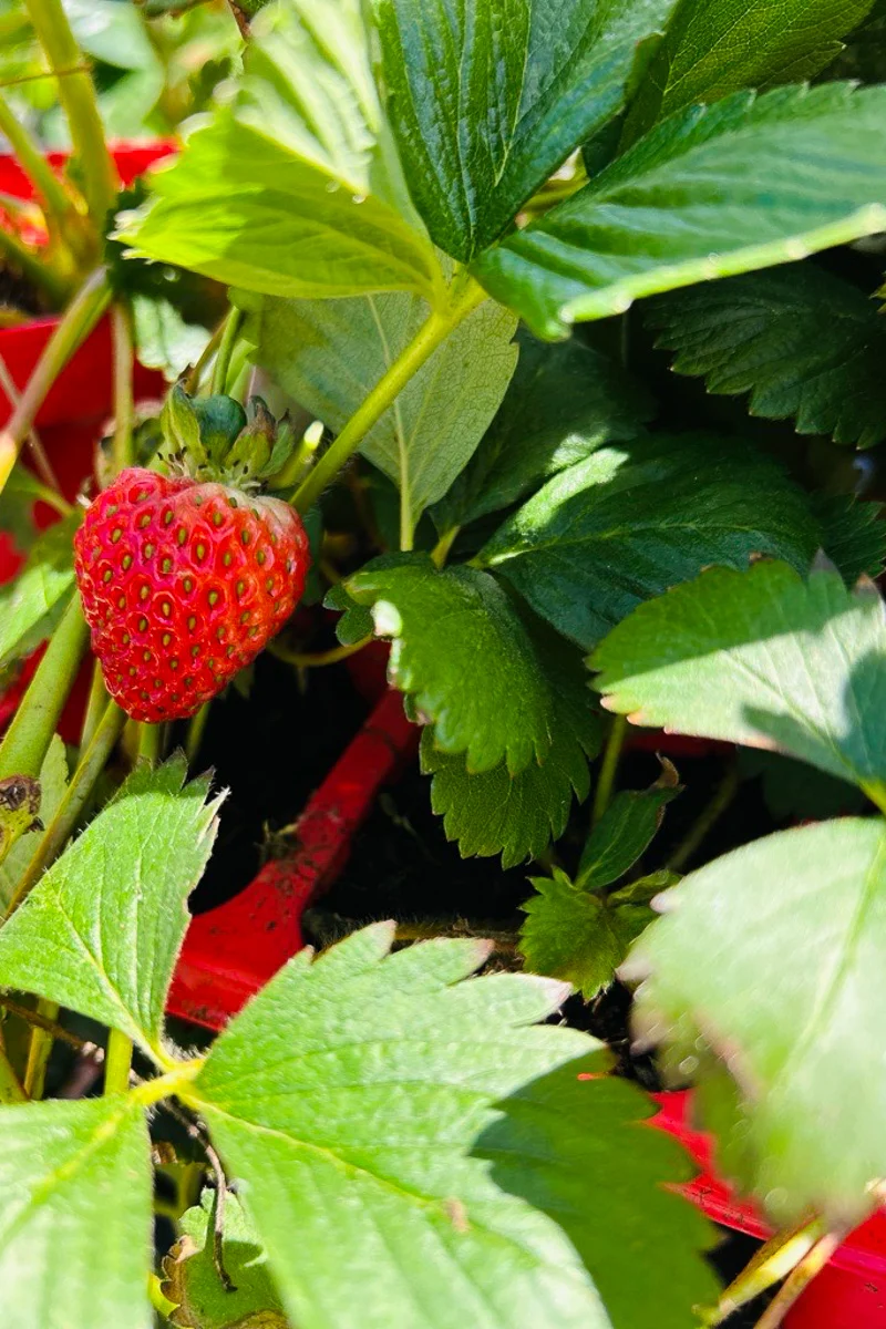 Fruit, Strawberry - Image 4