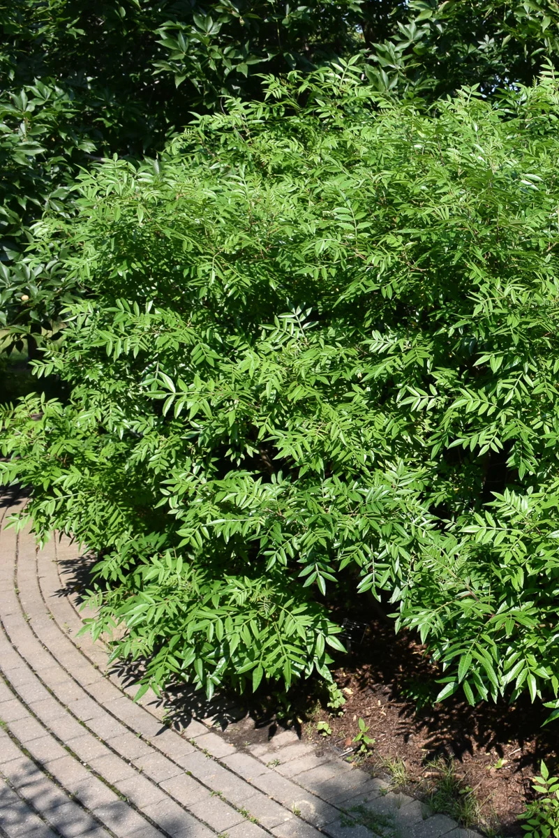 Sumac, Prairie Flame - Image 2