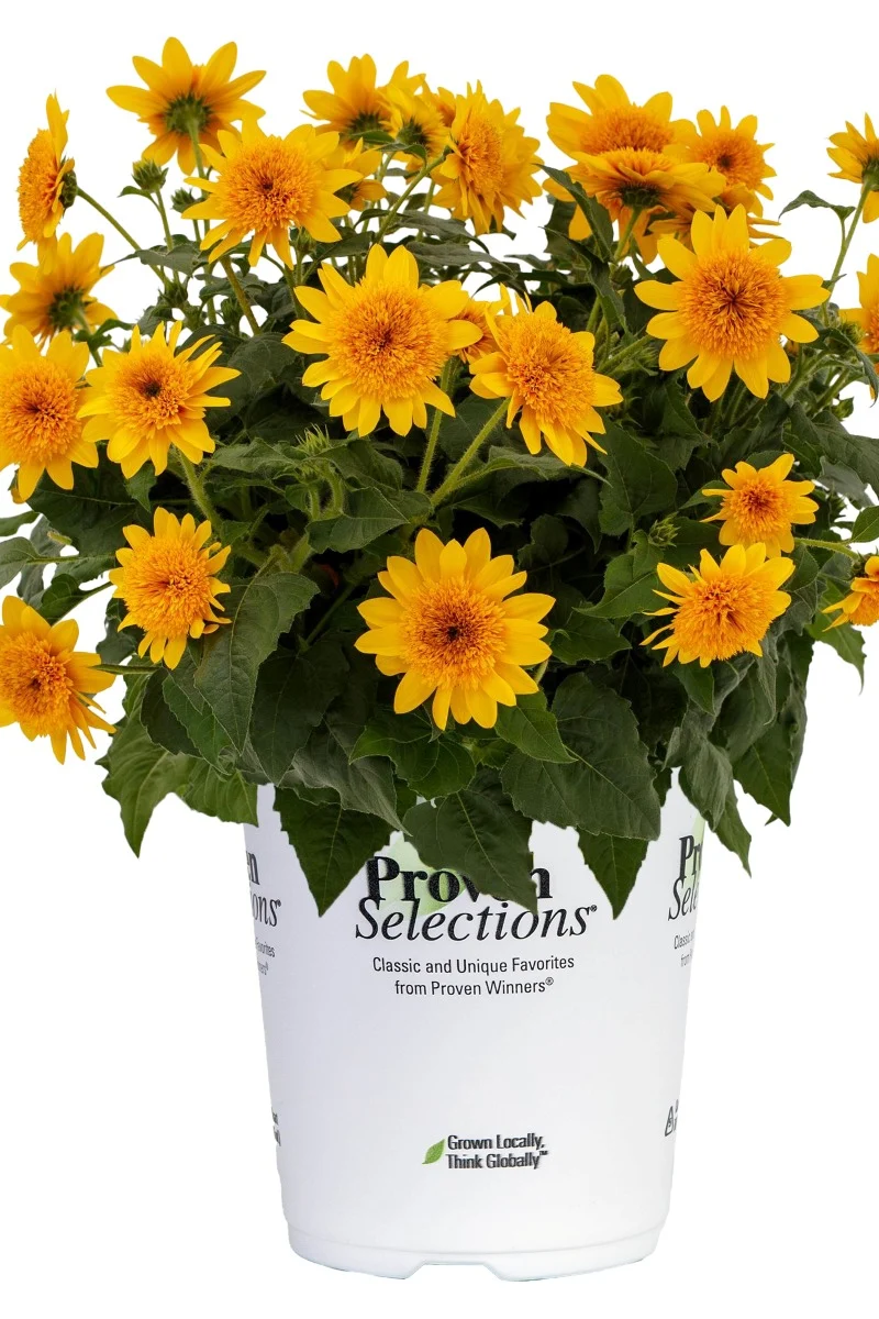 Sunflower, Sunfinity