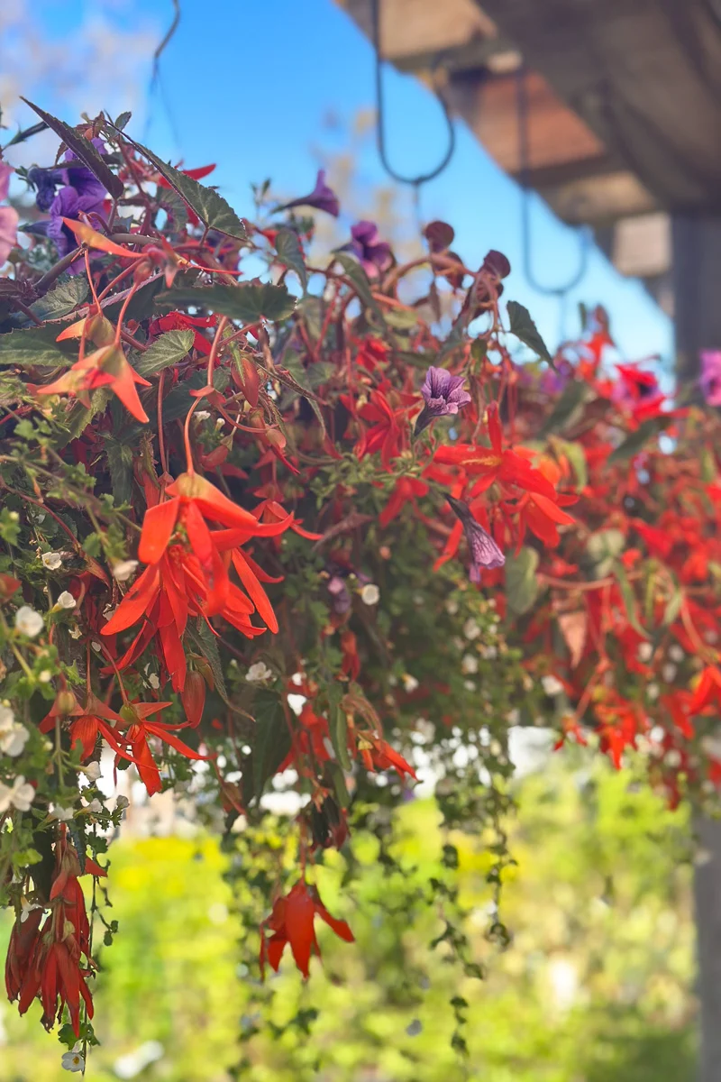 Sunset Dream, Hanging Basket