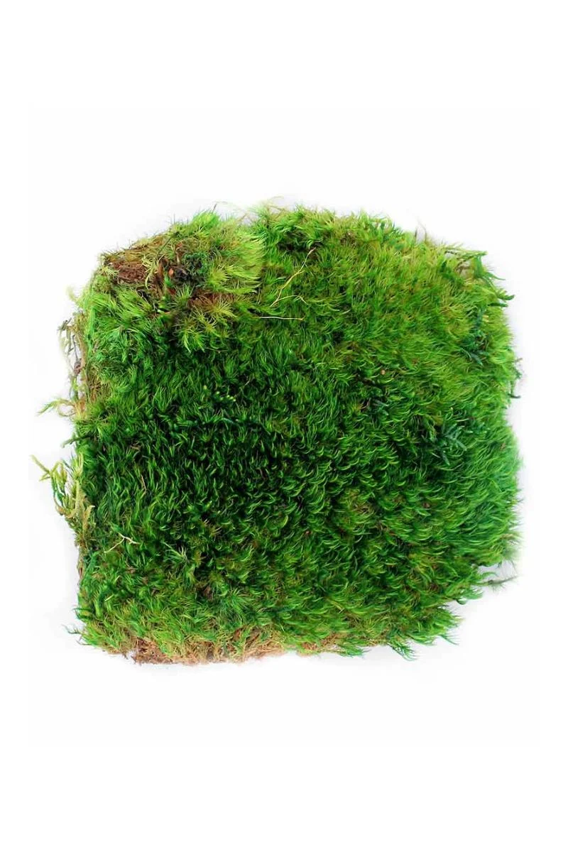 SuperMoss Preserved Mood Moss - Image 2