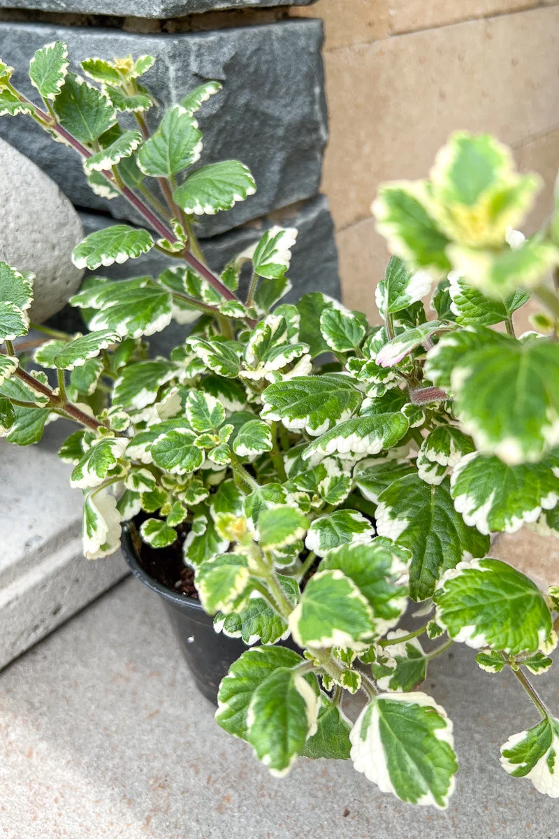 Swedish Ivy Var