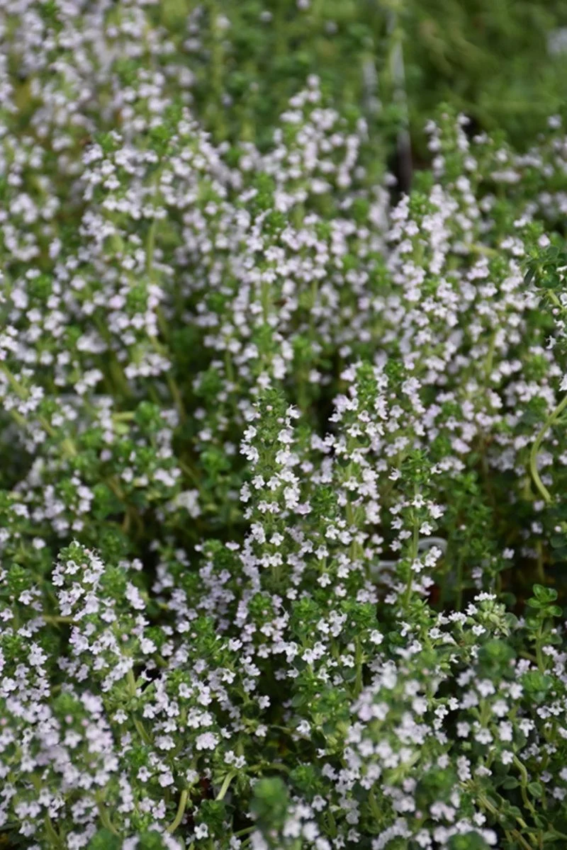 Thyme, Doone Valley