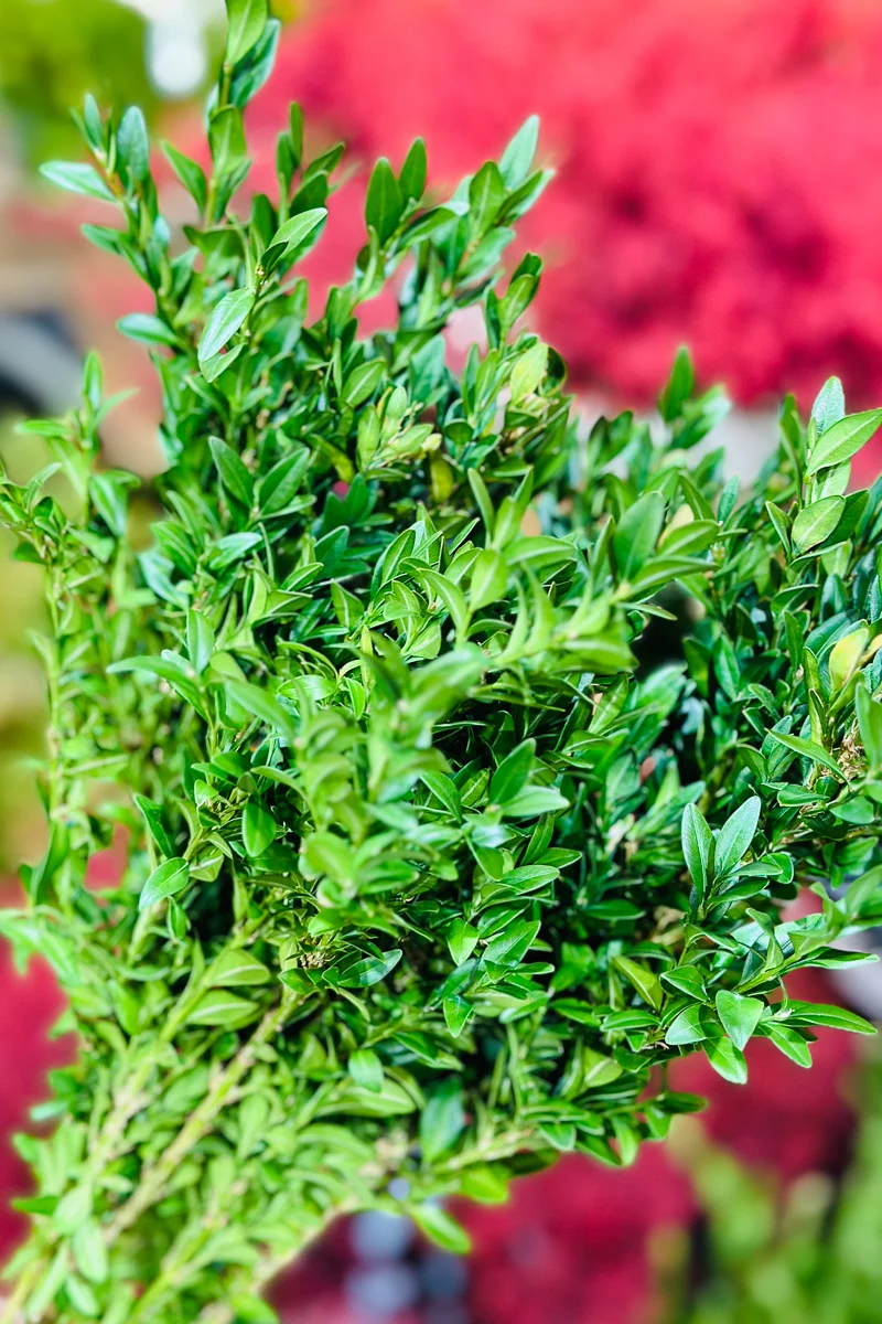 Tips, Boxwood