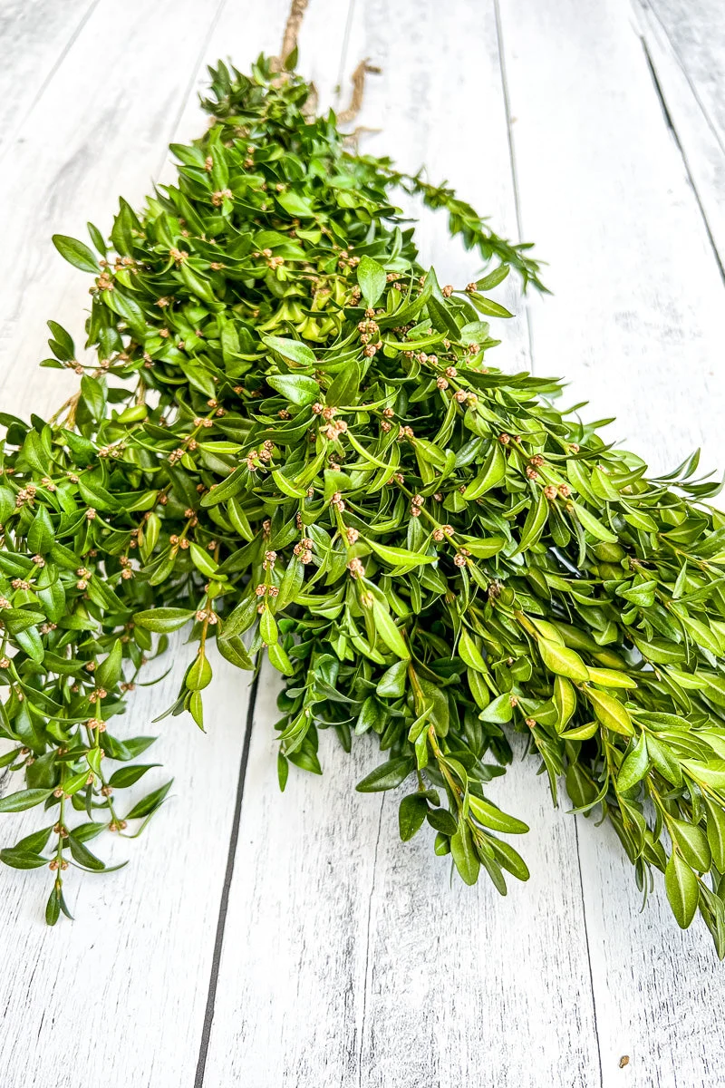 Tips, Boxwood - Image 2