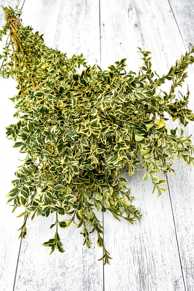 Tips, Boxwood English Variegated - Image 2