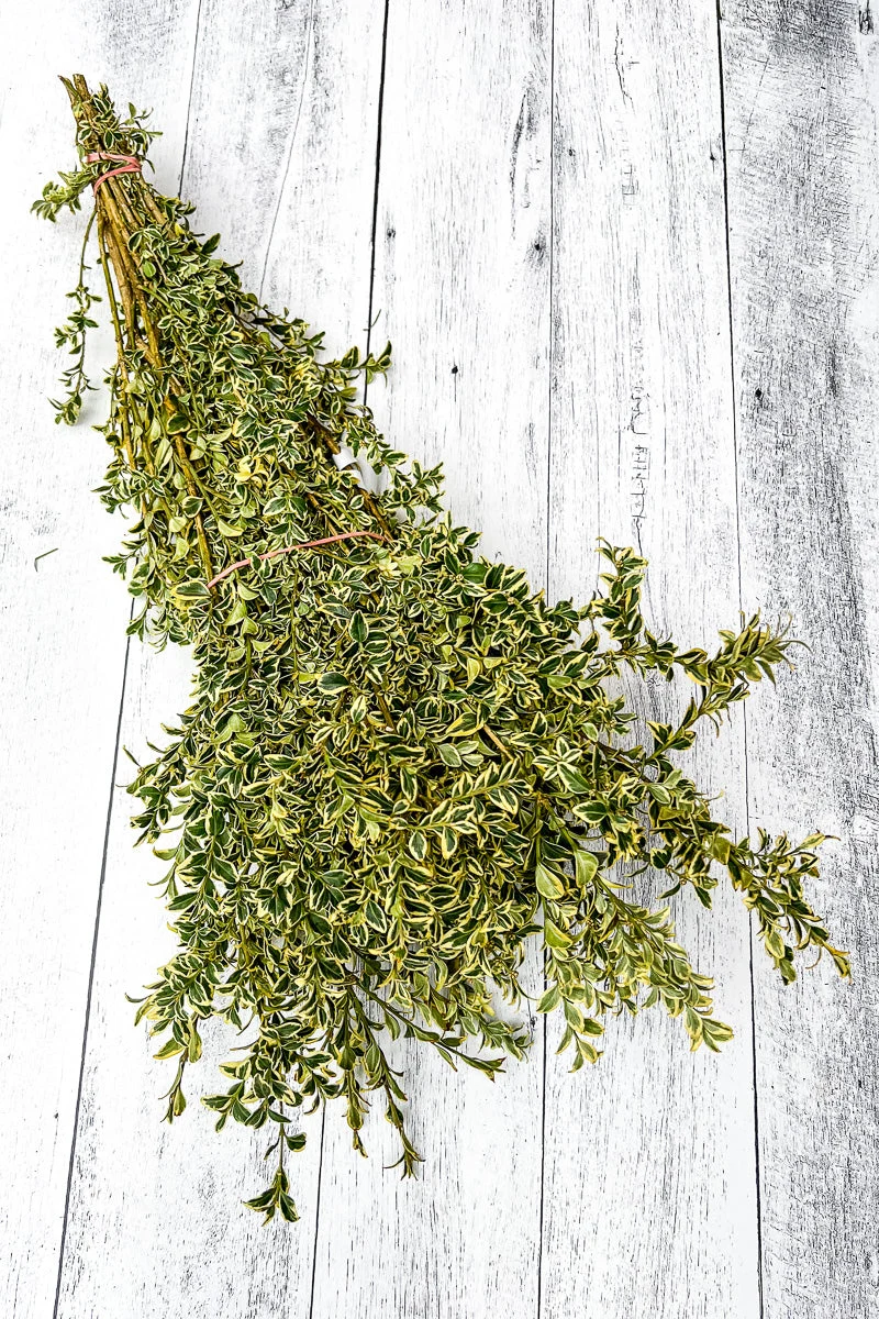 Tips, Boxwood English Variegated - Image 3