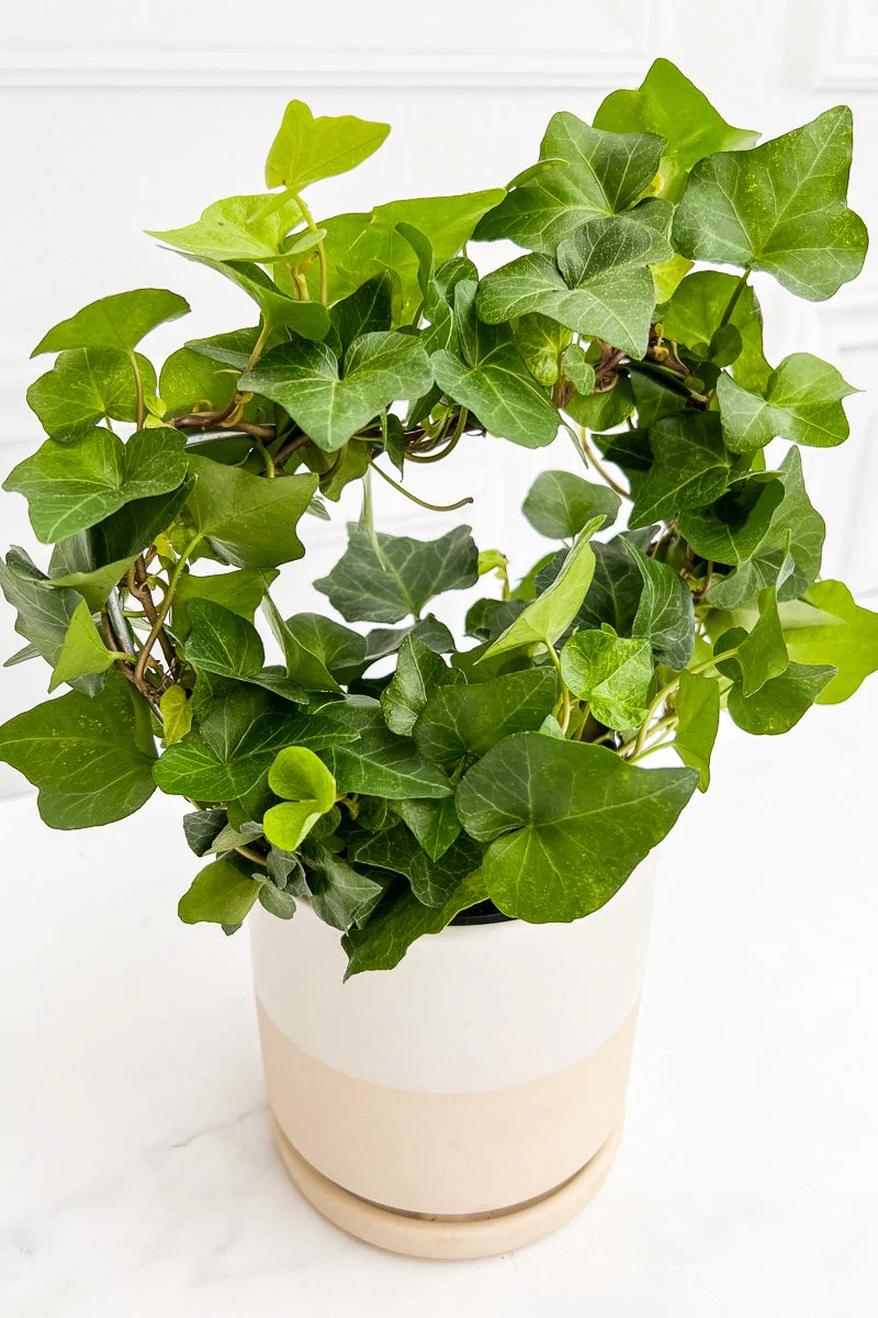 Ivy, Heart Topiary 4" - Image 2