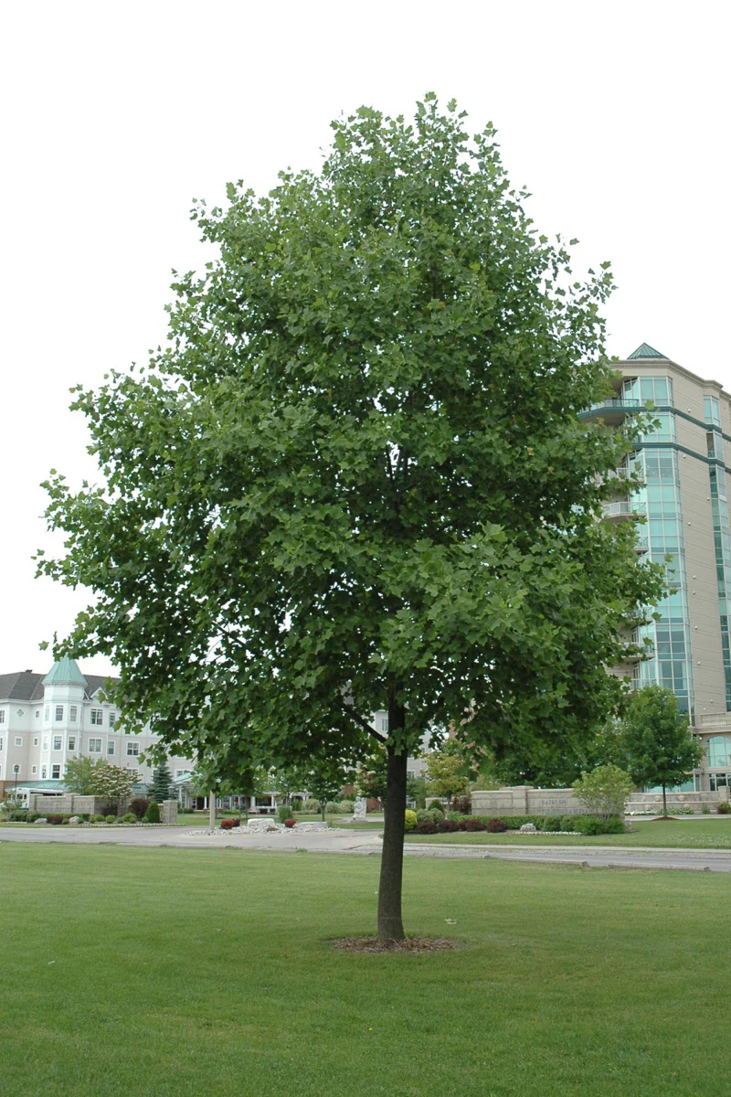 Tulip Tree - Image 2