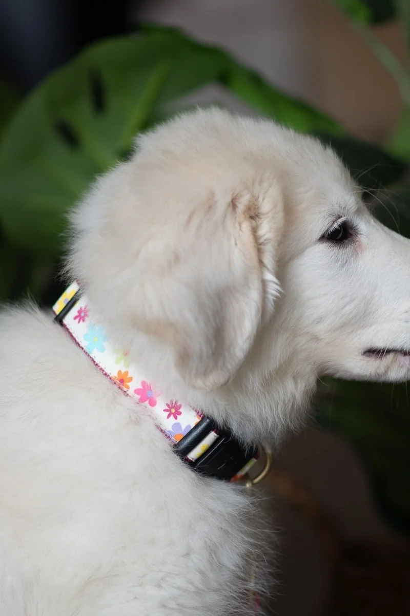 Up Country Spring Fever Extra Large Collar