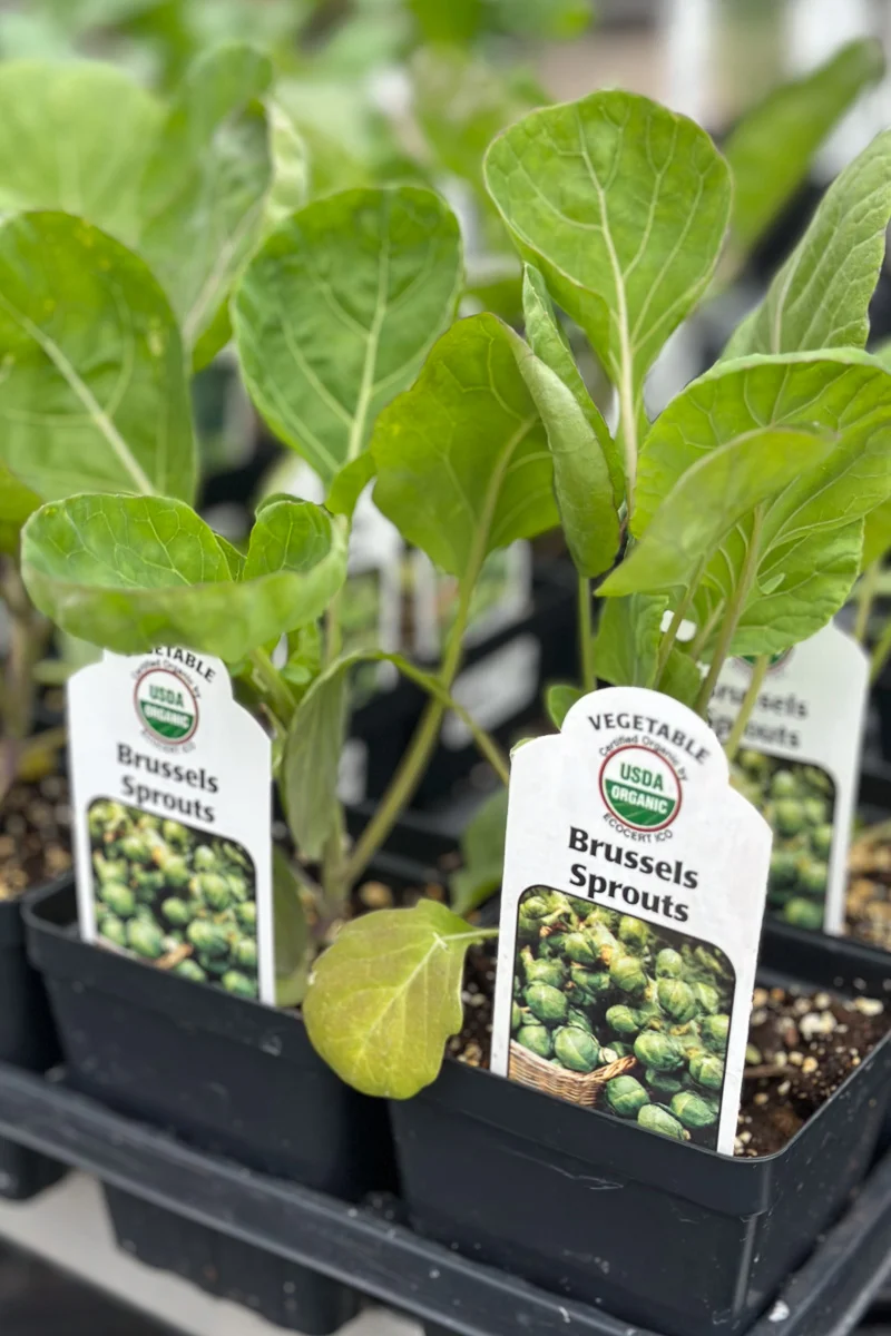 Vegetable, Organic Brussels Sprout