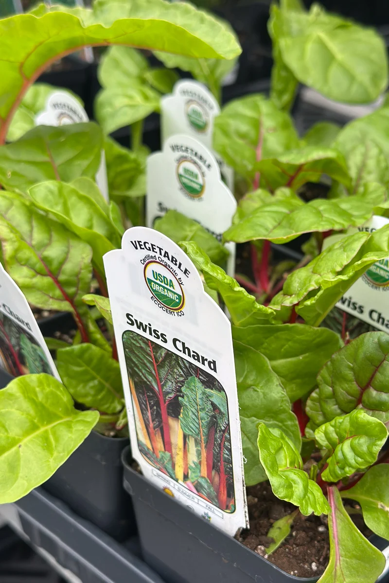 Vegetable, Organic Swiss Chard