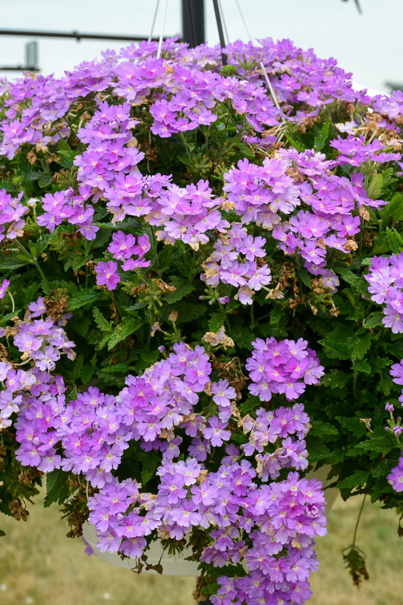 Verbena, Cadet Lavender Blue - Image 2