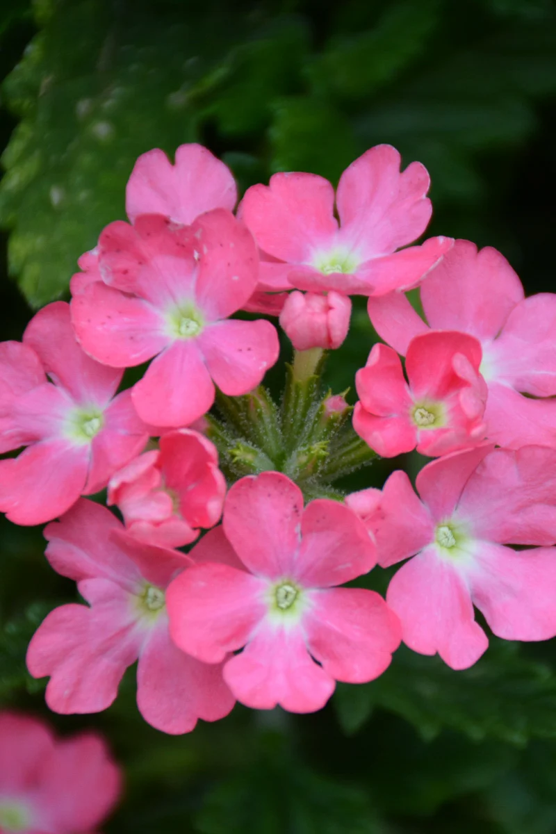 Verbena, Cadet Pink - Image 2