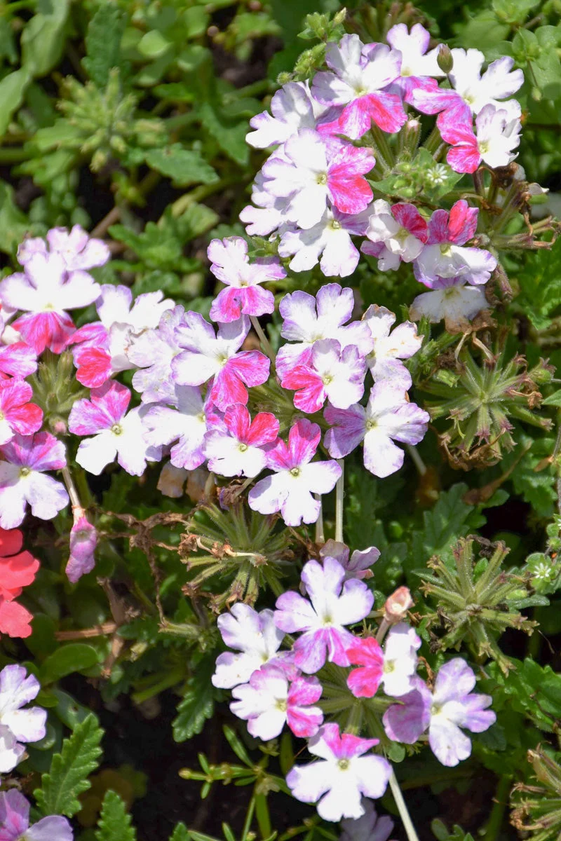 Verbena, Firehouse Purple Fizz - Image 2