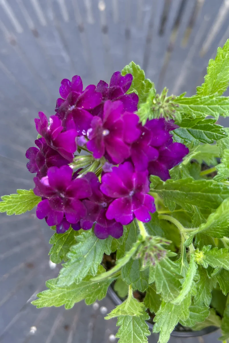 Verbena, Upright Purple