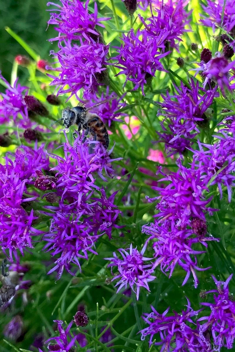 Vernonia, Summer Swan Song