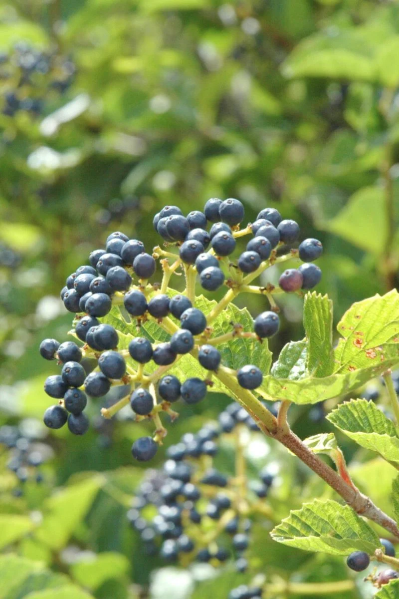 Viburnum, Arrowwood Chicago Luster